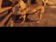 Cachorro raça Indefinido  idade 2 anos nome Paçoca 