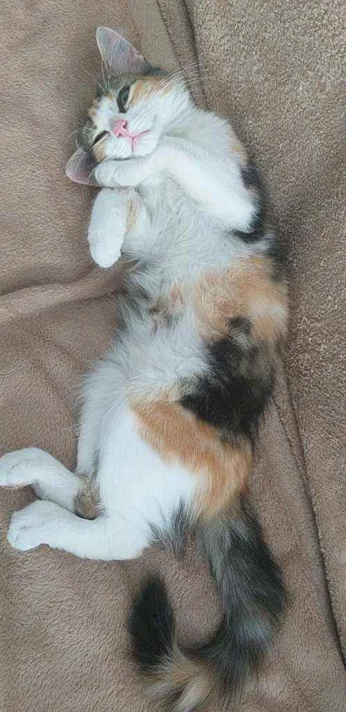 Gato raça Sem idade 2 a 6 meses nome Melissa