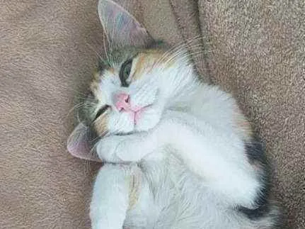 Gato raça Sem idade 2 a 6 meses nome Melissa