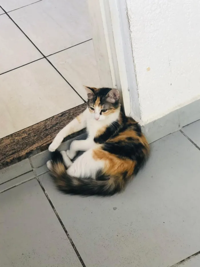 Gato raça Sem idade 2 a 6 meses nome Melissa