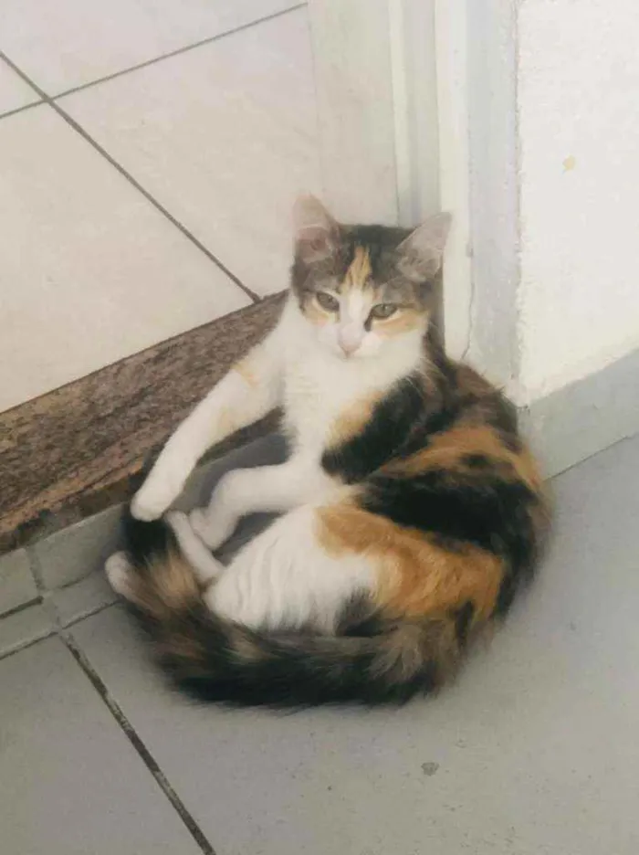 Gato raça Sem idade 2 a 6 meses nome Melissa