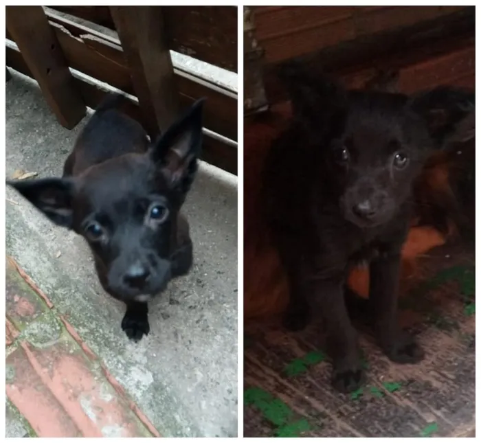 Cachorro ra a SRD-ViraLata idade 2 a 6 meses nome Filhotinhos