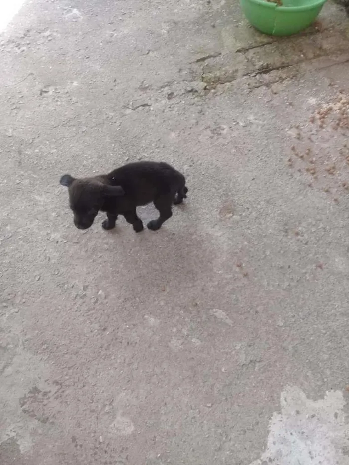 Cachorro ra a SRD-ViraLata idade 2 a 6 meses nome Filhotinhos