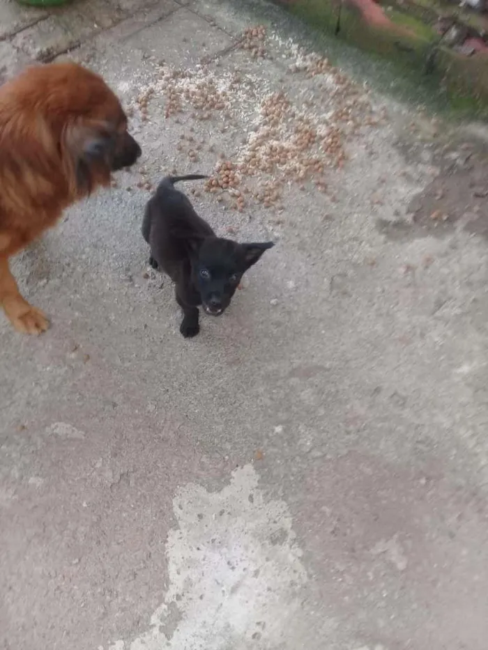 Cachorro ra a SRD-ViraLata idade 2 a 6 meses nome Filhotinhos