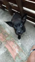 Filhotinhos