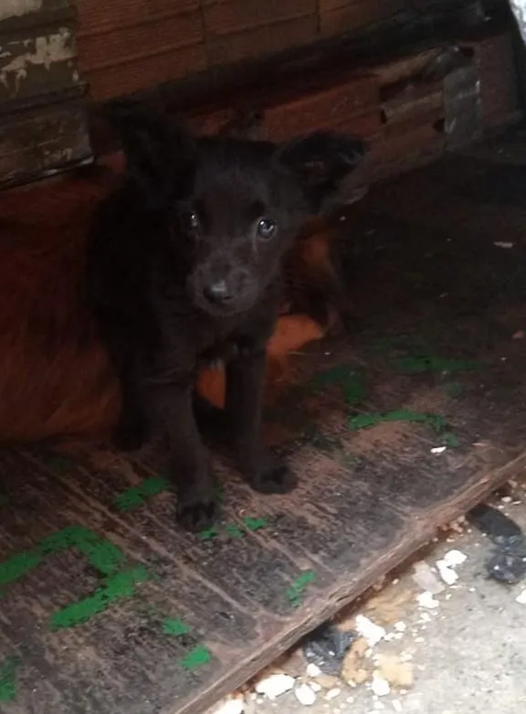 Cachorro ra a SRD-ViraLata idade 2 a 6 meses nome Filhotinhos