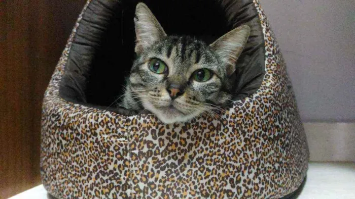 Gato ra a Srd idade 6 ou mais anos nome Mãe 