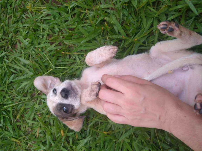 Cachorro ra a Vira lata idade 2 a 6 meses nome Pithula