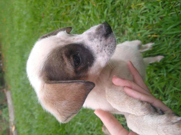 Cachorro ra a Vira lata idade 2 a 6 meses nome Pithula