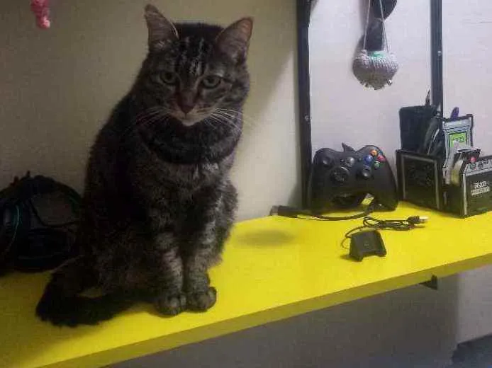 Gato ra a Srd idade 6 ou mais anos nome Mãe 