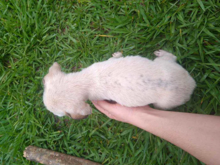 Cachorro ra a Vira lata idade 2 a 6 meses nome Pithula