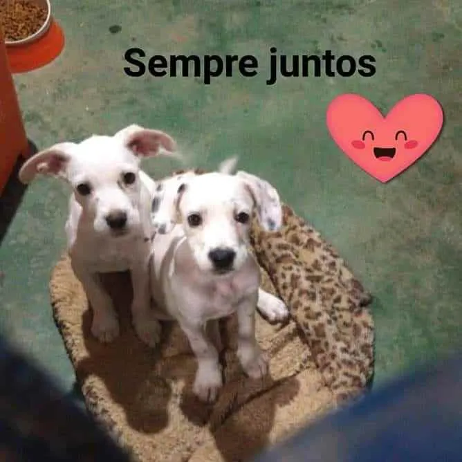 Cachorro ra a SRD idade 2 a 6 meses nome Boston e Berlim 