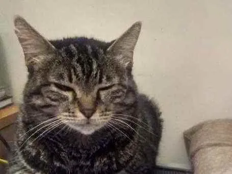 Gato ra a Srd idade 6 ou mais anos nome Mãe 