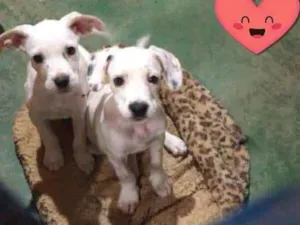 Cachorro raça SRD idade 2 a 6 meses nome Boston e Berlim 