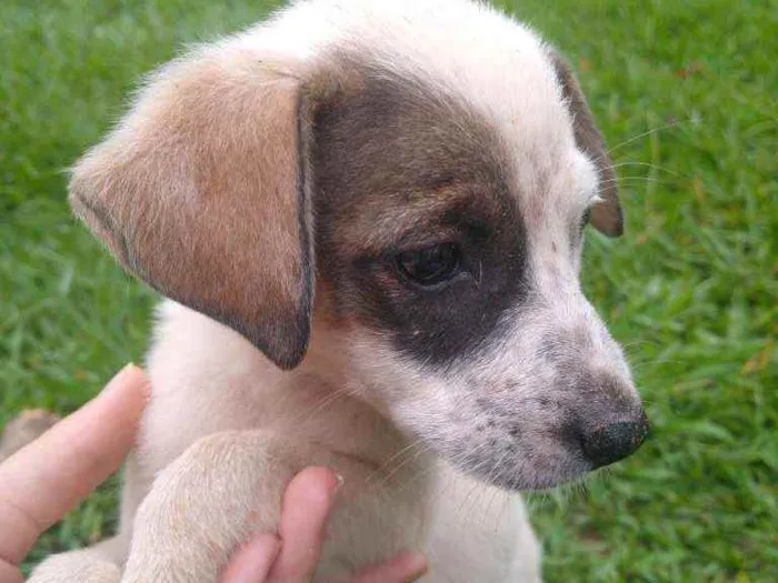 Cachorro ra a Vira lata idade 2 a 6 meses nome Pithula