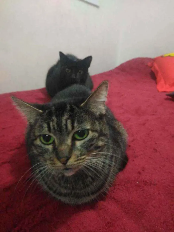 Gato ra a Srd idade 6 ou mais anos nome Mãe 