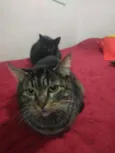 Mãe