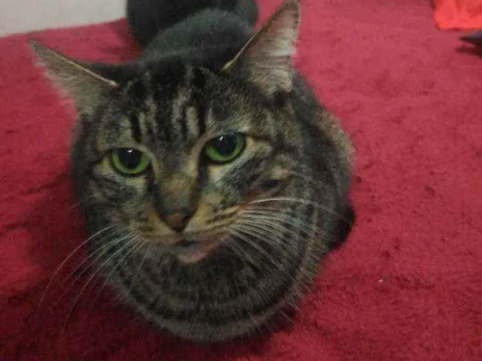 Gato ra a Srd idade 6 ou mais anos nome Mãe 
