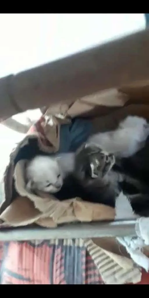 Gato ra a SRD-ViraLata idade Abaixo de 2 meses nome Bebezinhos