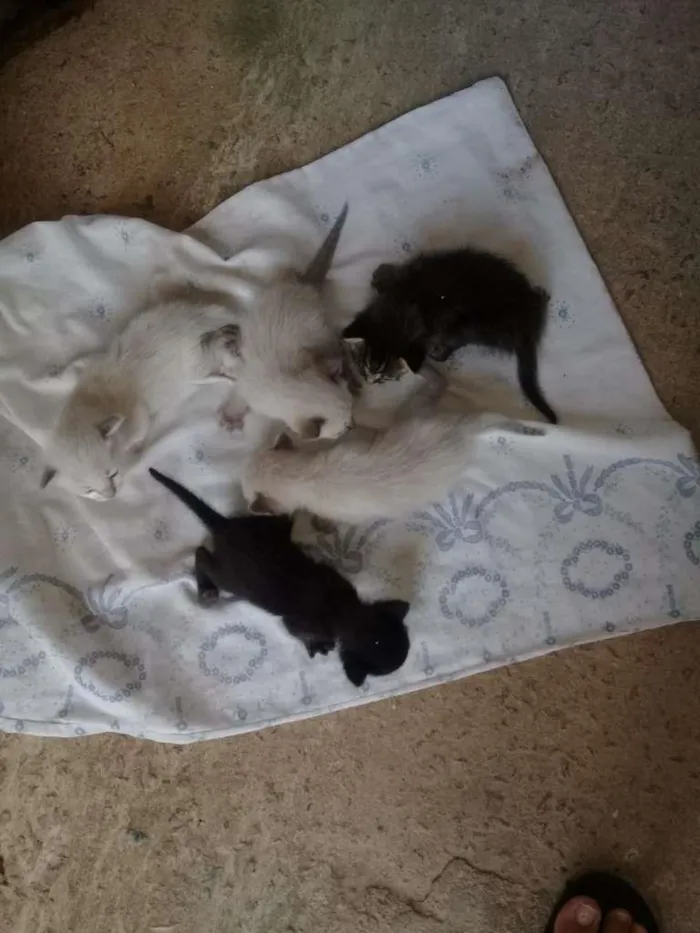 Gato ra a SRD-ViraLata idade Abaixo de 2 meses nome Bebezinhos