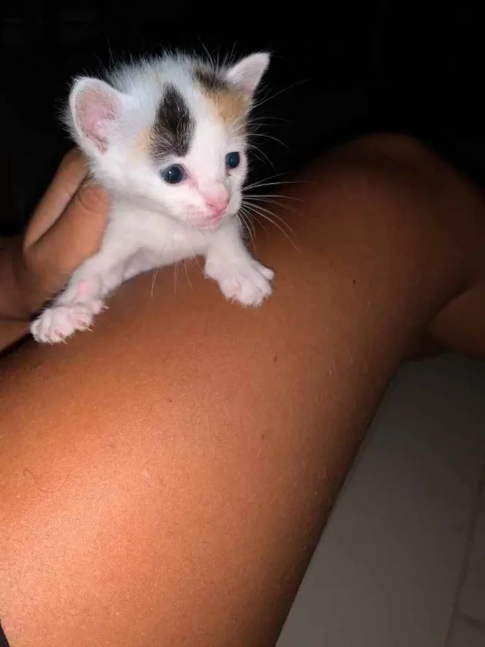 Gato ra a  idade Abaixo de 2 meses nome Ainda não tem nome