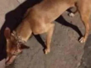 Cachorro raça Indefinido  idade 2 anos nome Paçoca 