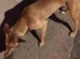 Cachorro raça Indefinido  idade 2 anos nome Paçoca 