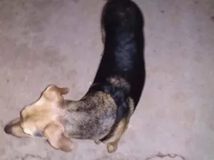 Cachorro raça Vira lata idade 7 a 11 meses nome Spike