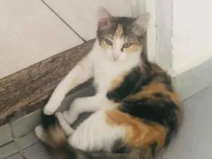 Gato raça Sem idade 2 a 6 meses nome Melissa