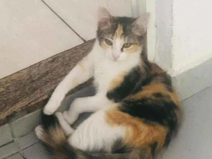 Gato raça Sem idade 2 a 6 meses nome Melissa