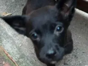 Cachorro raça SRD-ViraLata idade 2 a 6 meses nome Filhotinhos