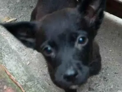 Cachorro ra a SRD-ViraLata idade 2 a 6 meses nome Filhotinhos