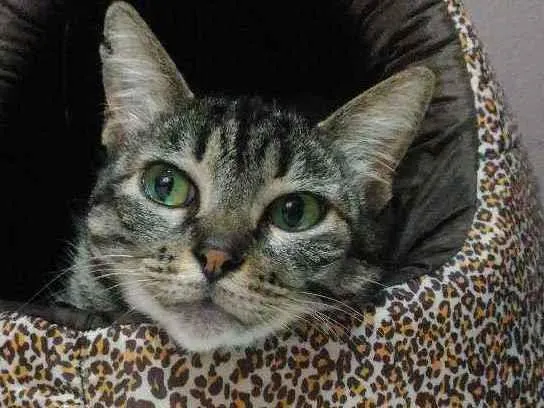 Gato ra a Srd idade 6 ou mais anos nome Mãe 
