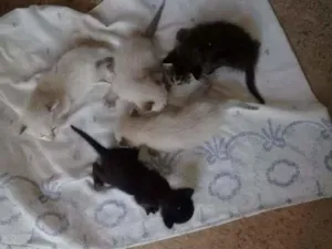 Gato raça SRD-ViraLata idade Abaixo de 2 meses nome Bebezinhos
