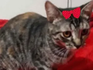 Gato raça SRD idade 2 a 6 meses nome Valentina 