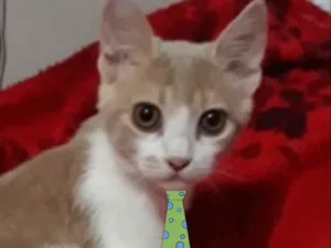 Gato raça SRD idade 2 a 6 meses nome Charlie 