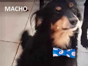 Cachorro raça Mestiço  idade 7 a 11 meses nome Rabudinho 