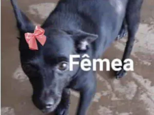 Cachorro raça Mestiça  idade 7 a 11 meses nome Fiona 