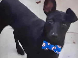 Cachorro raça Mestiço  idade 7 a 11 meses nome Feijoada 