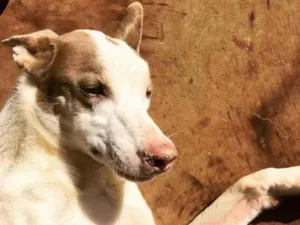 Cachorro raça Galgo idade 3 anos nome Jonny 
