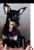 Myka