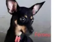 Myka