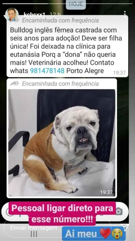 Cachorro ra a Bulldog  idade 6 ou mais anos nome Dadá