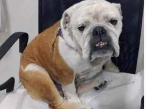 Cachorro raça Bulldog  idade 6 ou mais anos nome Dadá