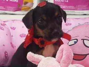 Cachorro raça Amada idade Abaixo de 2 meses nome Tasha