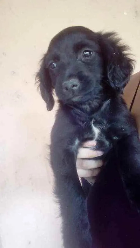 Cachorro ra a Sem raça definida idade 2 a 6 meses nome Sem nome