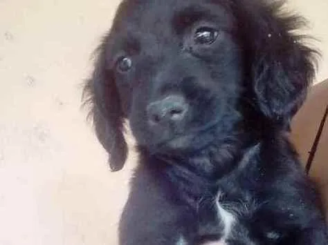 Cachorro ra a Sem raça definida idade 2 a 6 meses nome Sem nome