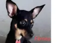 Myka