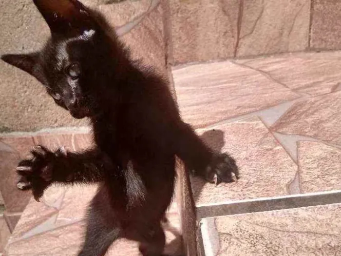 Gato ra a Raça não identificada  idade 2 a 6 meses nome Baby 1