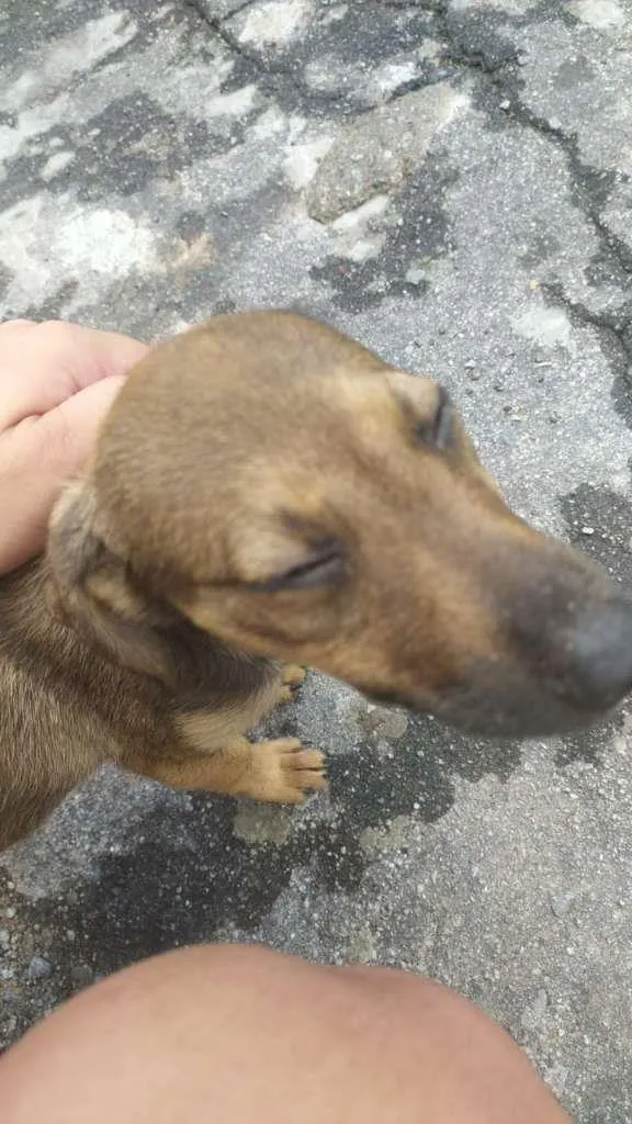 Cachorro raça  idade 2 a 6 meses nome Caramelo